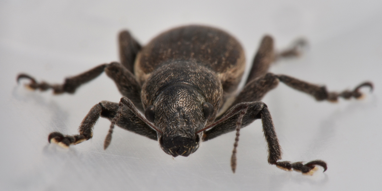 Curculionidae: Brachyderes sp.?  S, Brachyderes incanus